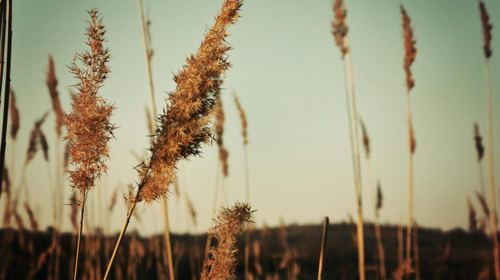 pexels-adrianlimani-34219373